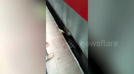 Watch man cheat death after coming under express train in western India