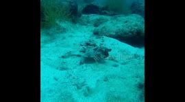 Batfish endemic from Galápagos islands, also called red lipped batfish.