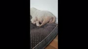 temp
