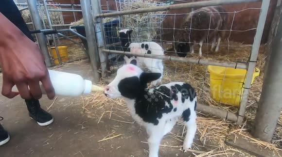 Lucky UK farm visitors bottle-feed newborn spring lambs