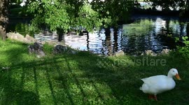 A duck in the retiro park in Madrid, Spain