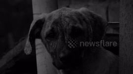 naturaleza,animal,perro