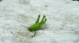 NATURALEZA,INSECTOS,grillo