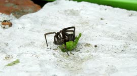 INSECTO,ARAÑA,GRILLO