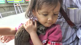 Too cute! Girl rides motorscooter with pet baby civet