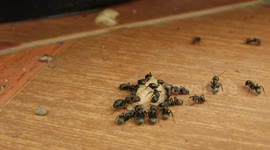 NATURALEZA,INSECTOS,BICHOS