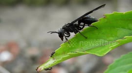 MACRO,INSECTO,AVISPA