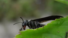 FAUNA,INSECTO,AVISPA