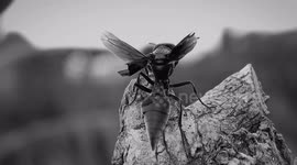 BLANCO T NEGRO,NATURALEZA,INSECTO,COLOMBIA