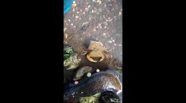 Crab Molting Inside Aquarium