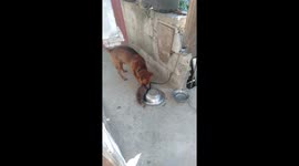 Pet Dog Becomes Friends With Wild Rat