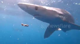 Blue shark goes head-to-head with diver's camera