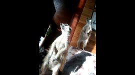 Pair of meerkats break with perfect dramatic timing