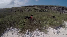 Frigate Bird Mating Call