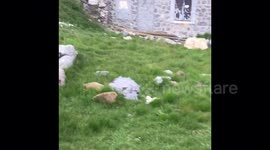 A big surprise: we met a marmot on our road.