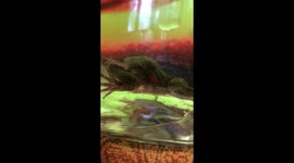 Frog has been eating gravel