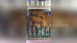 Pomeranian cools off in fridge during heatwave in Thailand