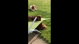 Dachshund pups playing through a deck chair