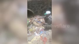 Man feeds water to dehydrated fox in western India as temperature soars