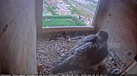 Youtubers Falcons. Feed your baby falcons