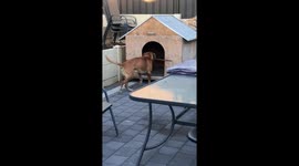Dopey dog tries to carry stick horizontally into kennel before eventually giving up
