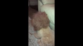 A toy lion has an interesting hair cut