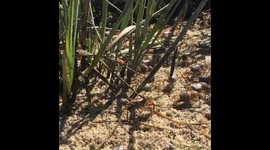 Fiddler Crabs scurry over sand