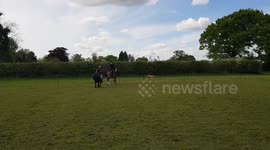 Toddler cantering on her shetland pony