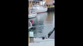 The Beluga Whale in Hammerfest Harbor