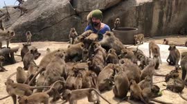 Tourist overwhelmed as dozens of wild monkeys swarm around him