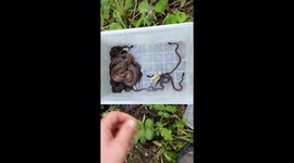 Releasing Snake Hatchlings