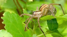 Giant Nursery Web Spider With Egg Sac