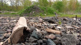 Killdeer Sits On Nest