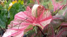 Strange stick insects seen crawling around man's garden