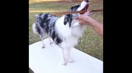 This dog is a waiter