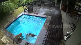 Breast-stroking baboons take over family swimming pool in South Africa