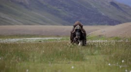 Musk ox makes terrifying false charge against lone hiker in Greenland
