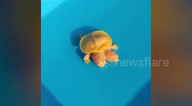 Rare two-headed albino turtle valued at $32,000