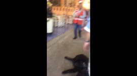 Pomeranian cools off in fridge during heatwave in Thailand (extended HD)