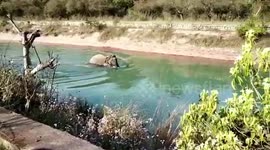 Elephant enjoys a swimming session as temperature rises in India