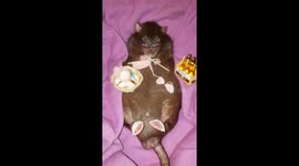 Rat has a quiet night in doing some knitting