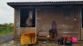 Toddler horses cause havoc
