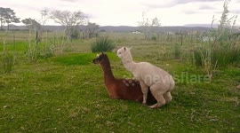Loyal Alpaca Protects his Virgin Friend's Dignity!
