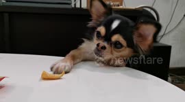 Persistent chihuahua tries to reach crisp left on table but keeps on failing