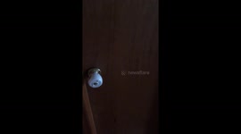 Newly potty-trained toddler tells it as it is