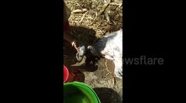 'It’s a miracle of God' One-eyed cow worshipped by villagers in northern India