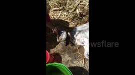 'It’s a miracle of God' One-eyed cow worshipped by villagers in northern India