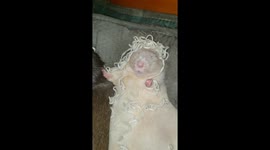 Rat loves his noodle hair