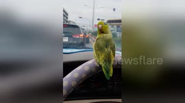 Newsflare Edit - Pet Bird Rides On Steering Wheel