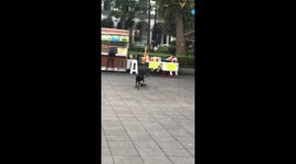 'Look out, doggy!' Skateboarding pup crashes and topples drinks stand